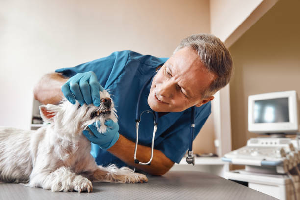 Best Emergency X-Rays and Diagnostics in Frisco, TX